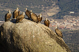 Image. Griffon Vulture
