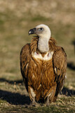 Image. Griffon Vulture