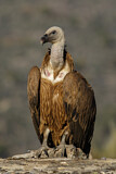 Image. Griffon Vulture