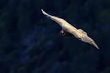 Image. Griffon Vulture
