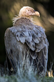 Image. Griffon Vulture