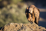 Image. Griffon Vulture