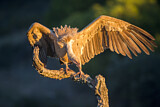 Image. Griffon Vulture