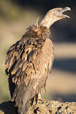 Image. Griffon Vulture