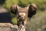 Image. Griffon Vulture