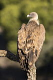 Image. Griffon Vulture