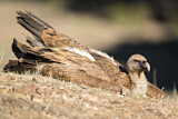Image. Griffon Vulture