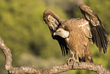 Image. Griffon Vulture