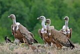 Image. Griffon Vulture