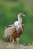 Image. Griffon Vulture