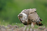 Image. Griffon Vulture