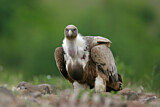 Image. Griffon Vulture