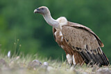Image. Griffon Vulture