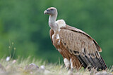 Image. Griffon Vulture