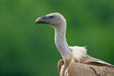 Image. Griffon Vulture