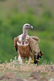 Image. Griffon Vulture