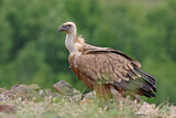 Image. Griffon Vulture