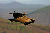 Image. Griffon Vulture