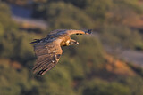 Image. Griffon Vulture