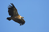 Image. Griffon Vulture