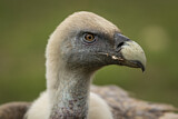 Image. Griffon Vulture