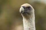 Image. Griffon Vulture