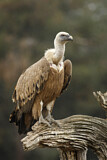 Image. Griffon Vulture
