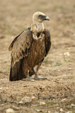 Image. Griffon Vulture
