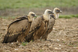 Image. Griffon Vulture