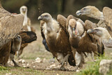 Image. Griffon Vulture