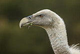 Image. Griffon Vulture