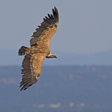 Image. Griffon Vulture