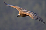 Image. Griffon Vulture