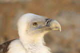 Image. Griffon Vulture