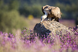 Image. Griffon Vulture