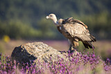 Image. Griffon Vulture