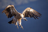 Image. Griffon Vulture