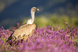 Image. Griffon Vulture