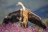 Image. Griffon Vulture