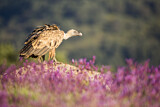 Image. Griffon Vulture