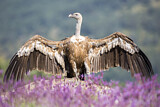 Image. Griffon Vulture
