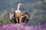 Image. Griffon Vulture