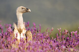 Image. Griffon Vulture