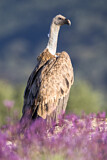 Image. Griffon Vulture