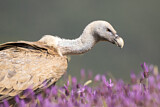 Image. Griffon Vulture