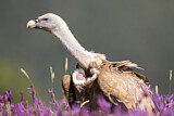 Image. Griffon Vulture