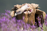 Image. Griffon Vulture