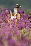 Image. Griffon Vulture