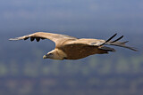 Image. Griffon Vulture