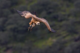 Image. Griffon Vulture